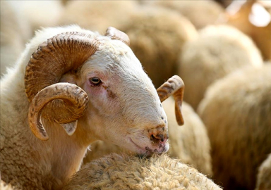 Kurbanlık fiyatları belli oldu: İşte ortalama rakamlar