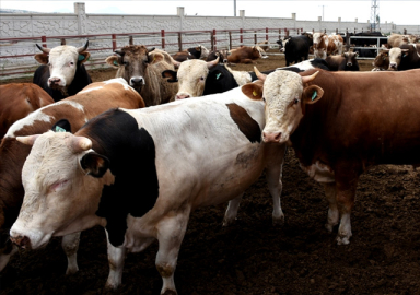 Kurbanlık fiyatları belli oldu: Erken alan kar edecek! İşte il il büyükbaş ve küçükbaş fiyatları