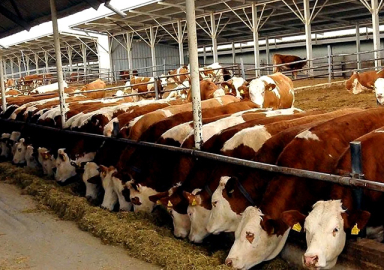 Et fiyatlarını düşürecek hamle! 150 bin canlı hayvan ithal edilecek