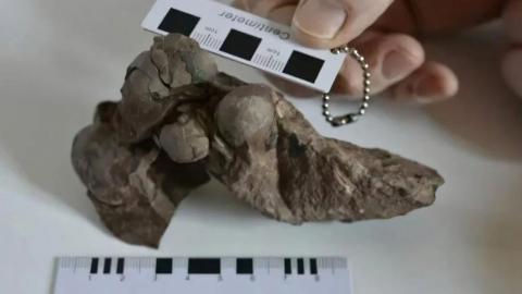 Tam 80 milyon yıllık: Hiç bozulmamış