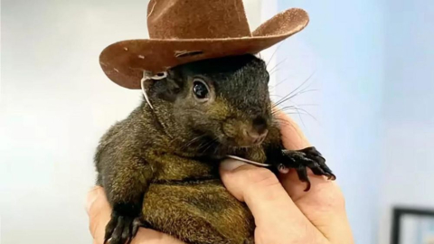 Sincap Peanut'a ötenazi yapıldı: Ölümü seçimi etkileyebilir