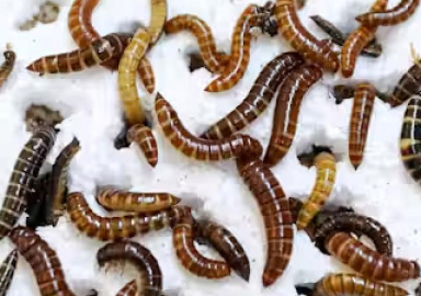 Plastik yiyen böcekler! Plastik kirliliğine doğal çözüm