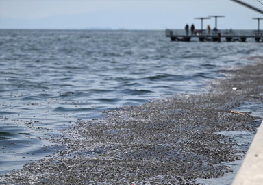 AK Partili Abdullah Güler: CHP yıllardır Körfez’i temizleyemiyor