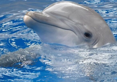 Araştırmacılar şaşkın: Yunus kendi kendine konuşmaya başladı!