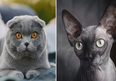 Hollanda, Scottish ve Sphynx cinsi kedilerin sahiplenilmesini yasakladı