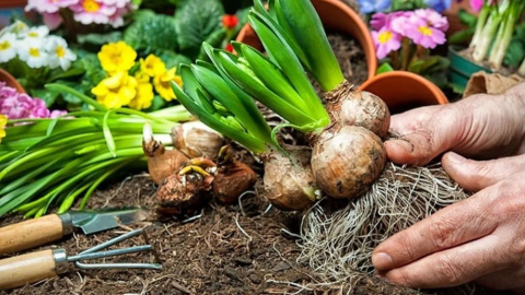 2025 Yılı İçin İhracatı Yasak ve Kotaya Tabi Doğal Çiçek Soğanları Belirlendi