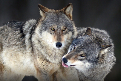 İsveç'te tartışmalı karar: Nesli tehlike altındaki türler için av izni