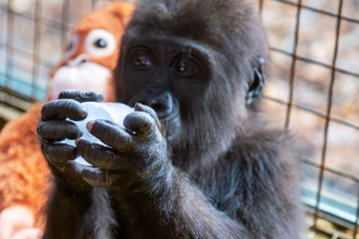 Bakanlık, koruyucu aile bakımındaki çocuğun gorile isim önerisini paylaştı