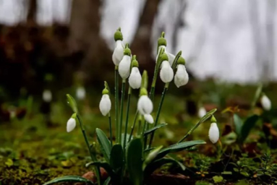 Sakarya'da baharın müjdecileri kardelenler erken açtı