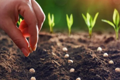 Bakan Yumaklı duyurdu: Ata tohumları Tarım Kredi marketlerde satılacak