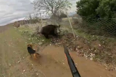 Manisa'da yaban domuzu avcıya saldırdı