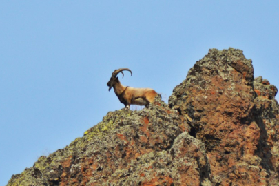 Dağ keçisi avlayan kişiye 666 bin lira ceza