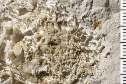 66 milyon yıllık fosilleşmiş kusmuk bulundu