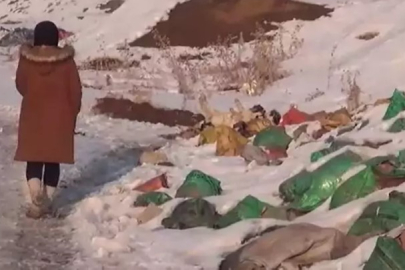 Hakkari'de aralarında yavruların da bulunduğu 20 köpek ölü olarak bulundu