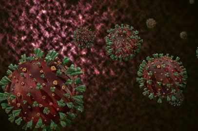 Bilim insanları henipavirüsü Keşfetti: Pandemiye dönüşebilir mi?