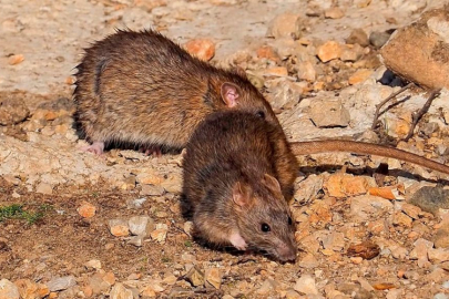 Küresel ısınma şehirlerdeki sıçan sayısını artırıyor