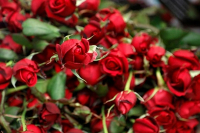 Sevgililer Günü’nde gül fiyatları ne kadar olacak?