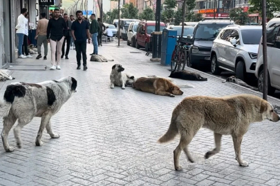 Bakanlıktan 81 il valiliğine sahipsiz sokak hayvanları için yazı: Her bir hayvan için 71 bin lira ceza kesilecek