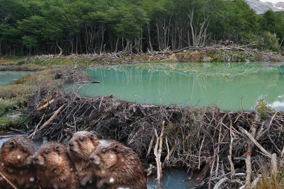 Doğa yine kazandı! İnsanların 7 yılda yapamadığı barajı kunduzlar 2 gecede yaptı!