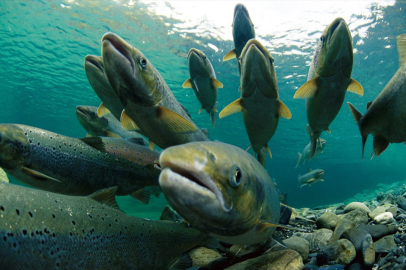 27 bin somon balığı çiftlikten kaçtı! Balıkları bulana 43 milyon lira ödül verilecek