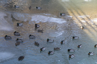Yeşilbaş ördekler Çoruh Nehri'ni mesken tuttu