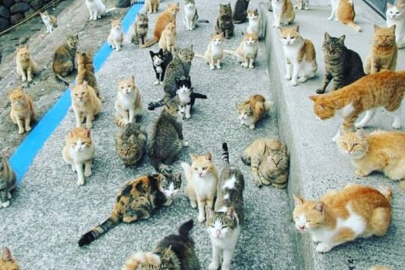 Hindistan'da apartman dairesinde yaklaşık 300 sahipsiz kedinin yaşadığı belirlendi