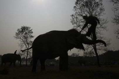 Hindistan'da fil saldırısında 5 kişi hayatını kaybetti