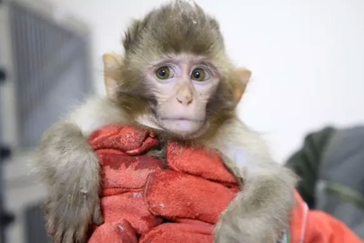 Gümrükte ele geçirildi, yeni yuvalarına yerleştirildi