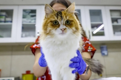 Mikroçip zorunluluğu 2025 sonuna uzatıldı