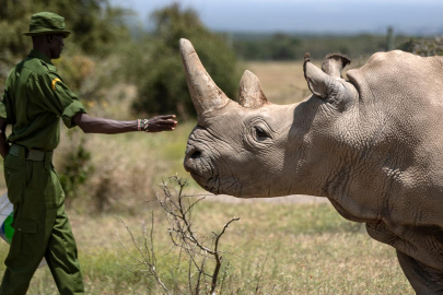 Filler ve gergedanlar Trump yüzünden "risk altında"