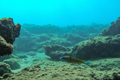 Bilim insanları okyanusun en derin bölgesinde binlerce yeni mikrop keşfetti