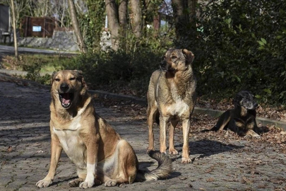 İstanbul Valiliği sahipsiz hayvanlar için belediyelere yazı gönderdi