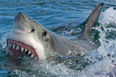 Köpek balığının saldırdığı sörfçü kayboldu