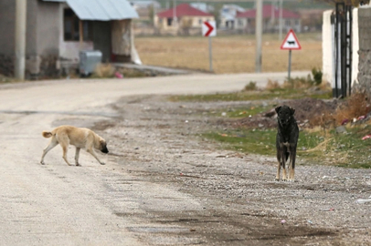 11 yaşındaki çocuğa başıboş köpekler saldırdı: Her yeri paramparça olmuş
