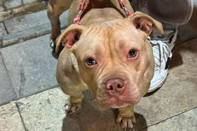 Yasaklı ırk köpek gezdiren kişiye 76 bin lira ceza
