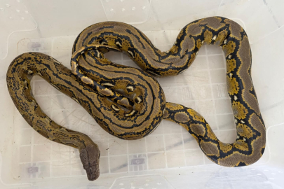 Yolcu otobüsündeki kutudan çıktı! Gören şoke oldu