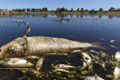 Tatlı sular oksijensiz kalıyor: Küresel kriz kapıda