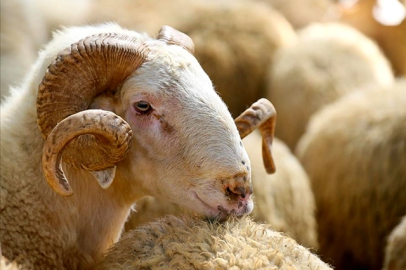 2025 Kurban kesim bedelleri açıklandı