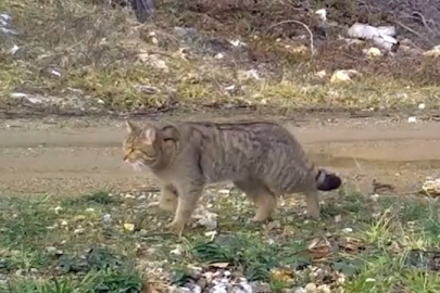 Bursa'da yaban kedisi fotokapanla görüntülendi
