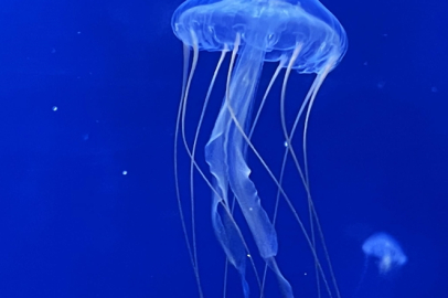 Yunanistan sahillerinde çok sayıda mor denizanası görüldü