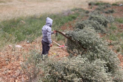 Filistin topraklarını gasbeden İsrailliler yüzlerce ağacı söktü