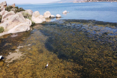 Suları çekilmeye başlayan Bafa Gölü'nde kirlilik yaşanıyor