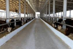 Tarım Bakanlığı: Şap mücadelesinde aksama yok aşılamalar hızlandı