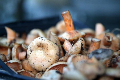 Mantarların bilinçsizce tüketimi ölümcül sonuçlara yol açabiliyor