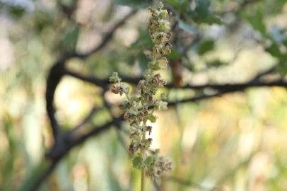 Köylüler bu bitki için mezarlıkta nöbet tutuyor! 557 bin lira cezası var