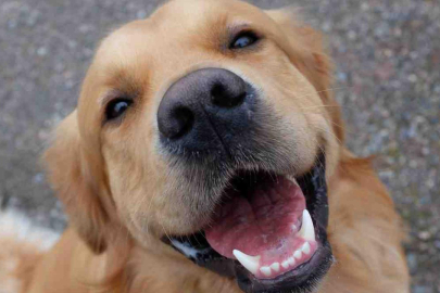 Köpekler parkinson hastalığını koku yoluyla tespit edebiliyor