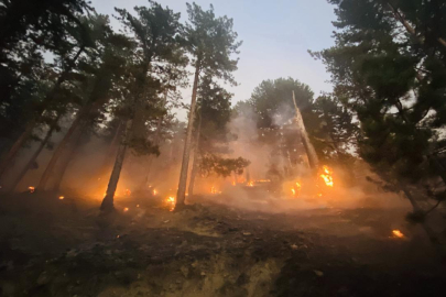 Orman yangınlarının yarısı ihmal ve dikkatsizlikten kaynaklanıyor
