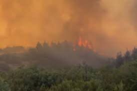 Balıkesir'de Ağaçlık Arazide Yangın