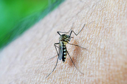 Çin'in Foşan kentinde sivrisinek kaynaklı chikungunya virüsü vaka sayısı 7 bini geçti