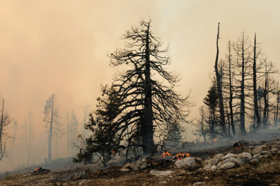 5 ildeki orman yangınları tamamen kontrol altında
